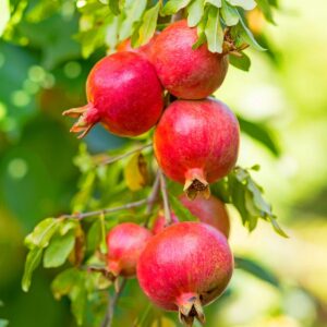 0004225_russian-pomegranate