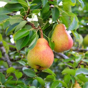 William Bon pears ripening on the tree.